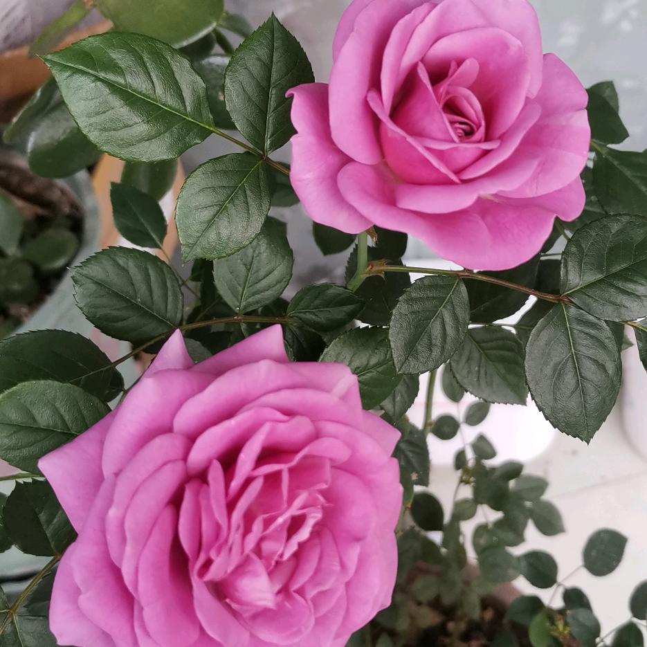 木子李🌹