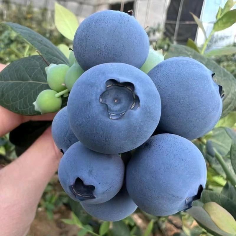 大连宇洋农产品甄选