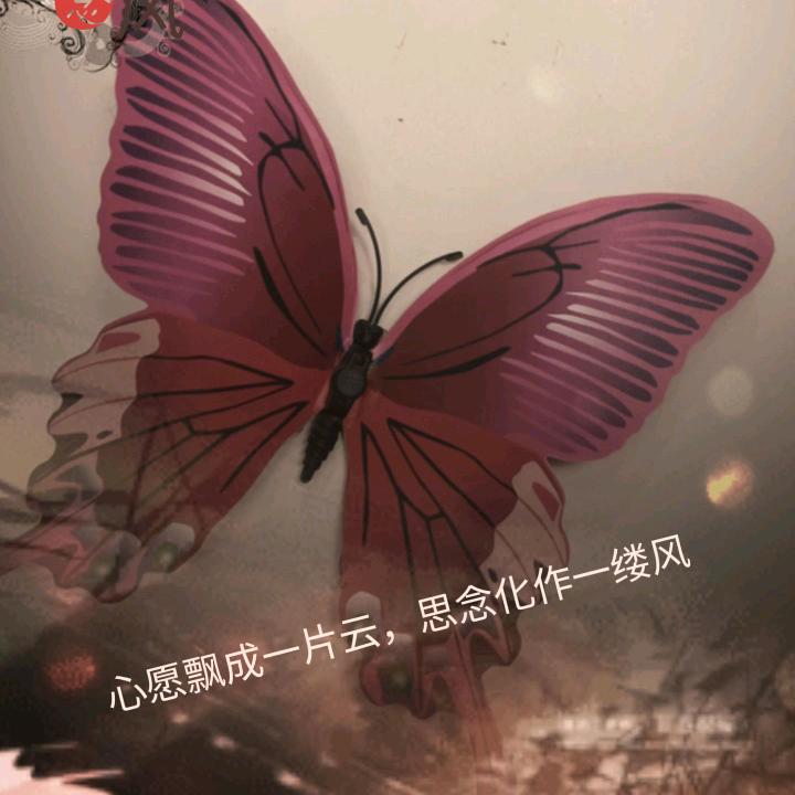 飞翔的鹰🦅
