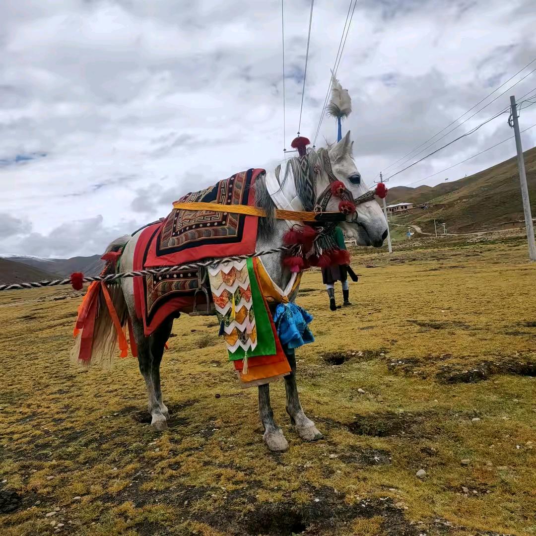 657༿པད་མ།