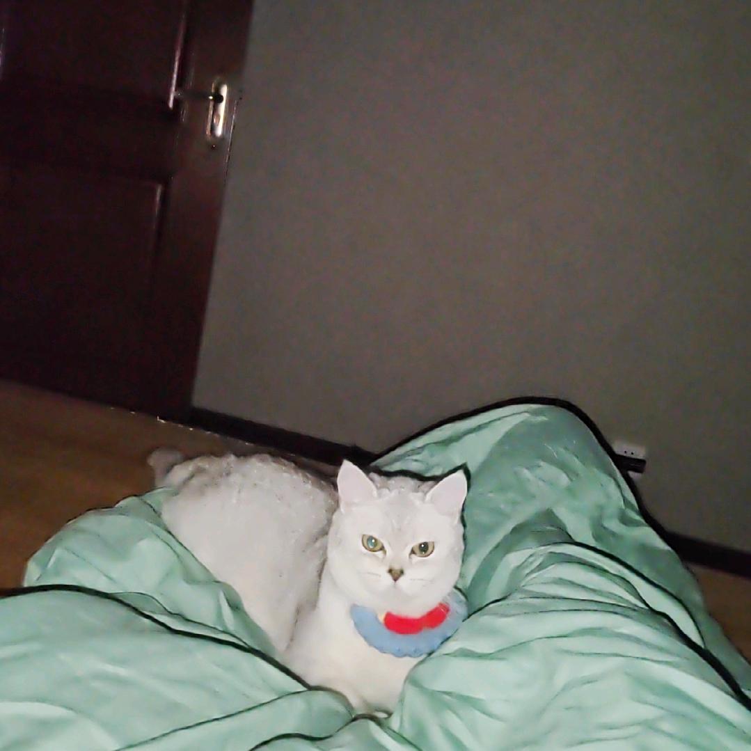俠(金铲铲)