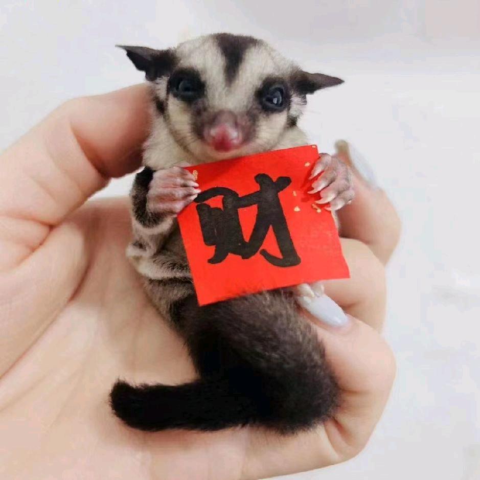 蜜萌主蜜袋鼯宠物优品小铺