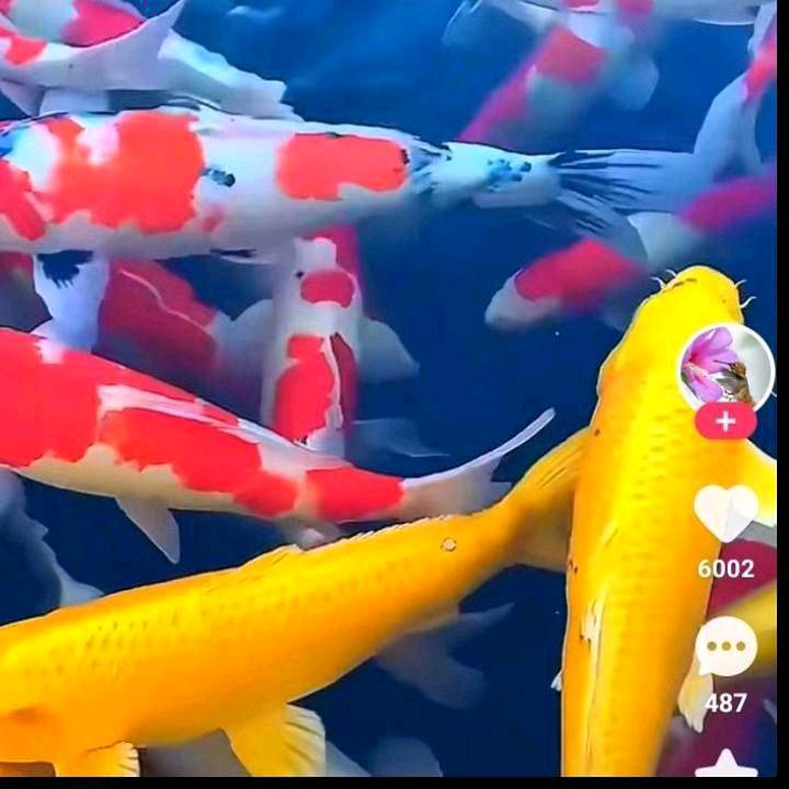 拼搏