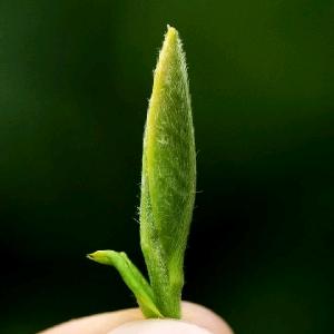 东林茶话会