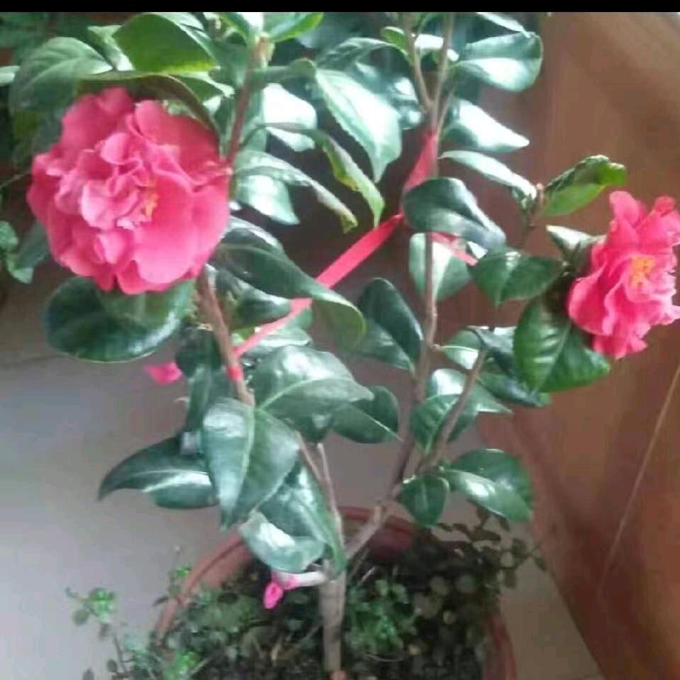 喜气洋洋