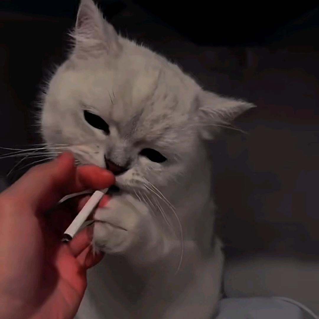 猫喜烟
