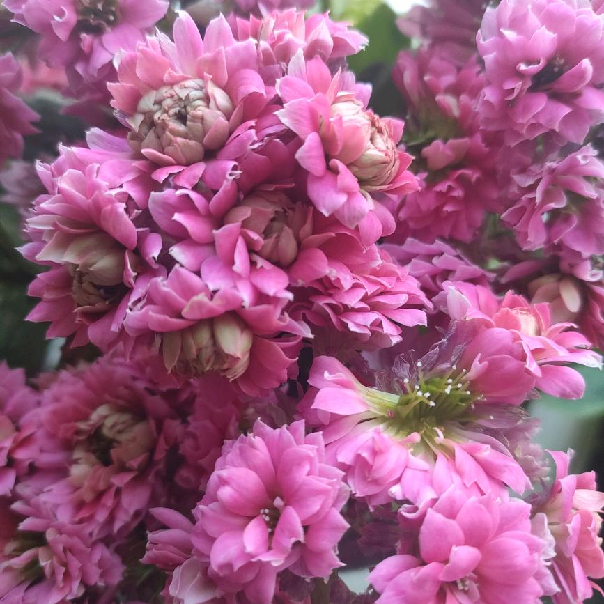 灿烂的阳光_2593