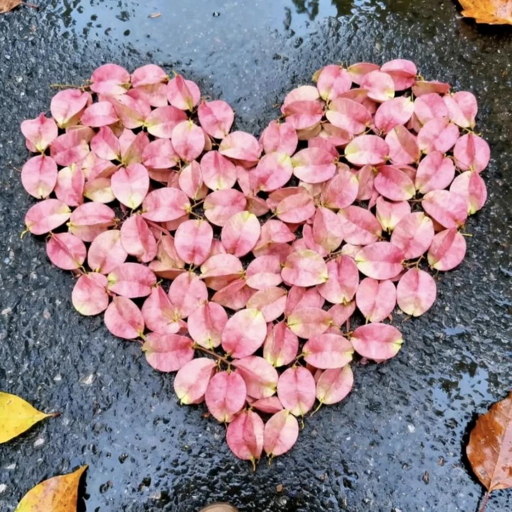 💗杨先生的杨太太💗