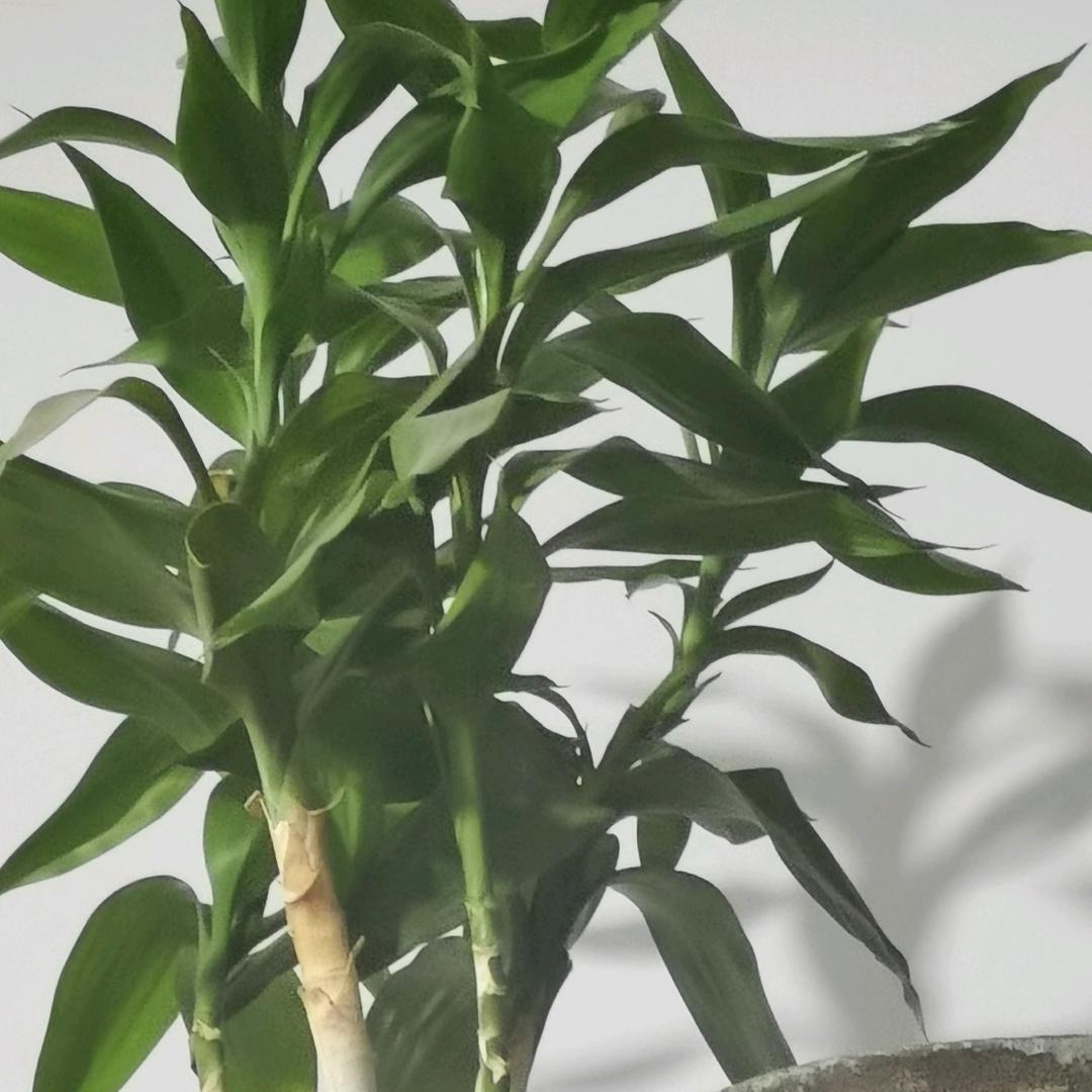 老凌铜器-（凌老太）