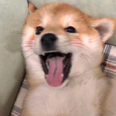 一只哈哈琦¹⁸¹⁸