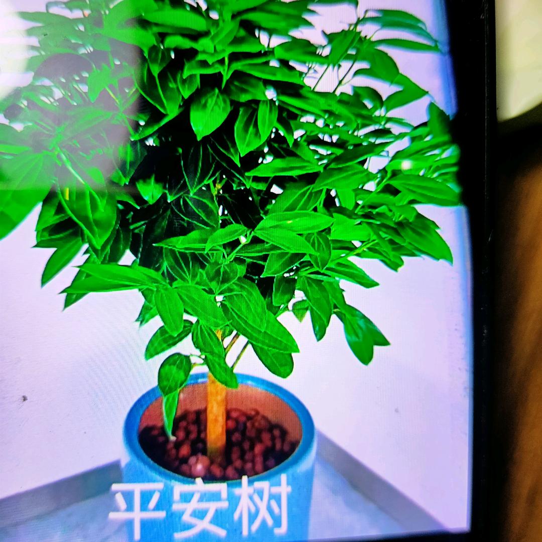 玥儿圆