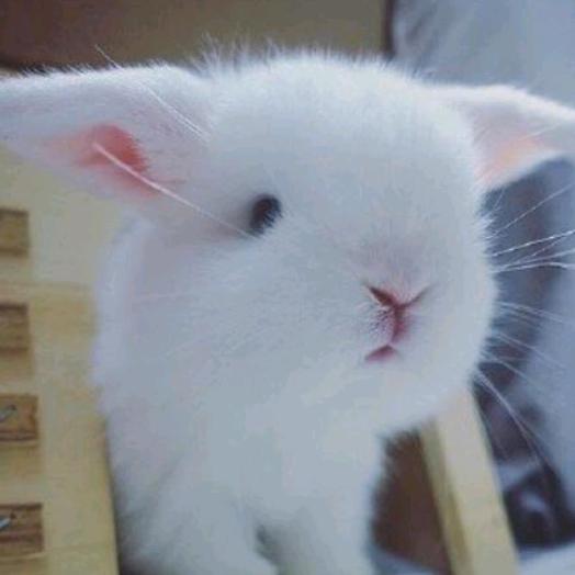🐰惹惹