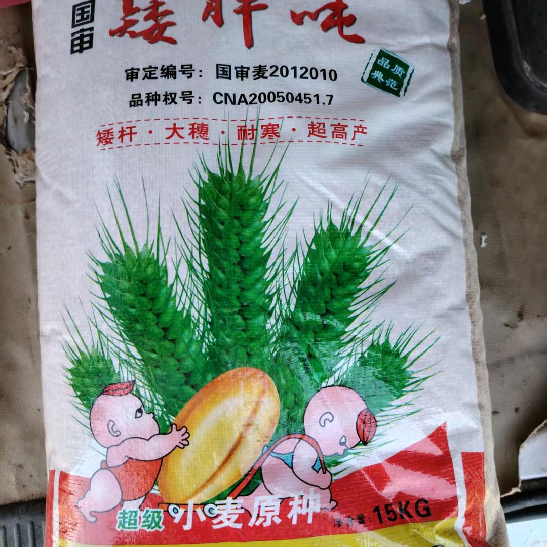 好运暴张