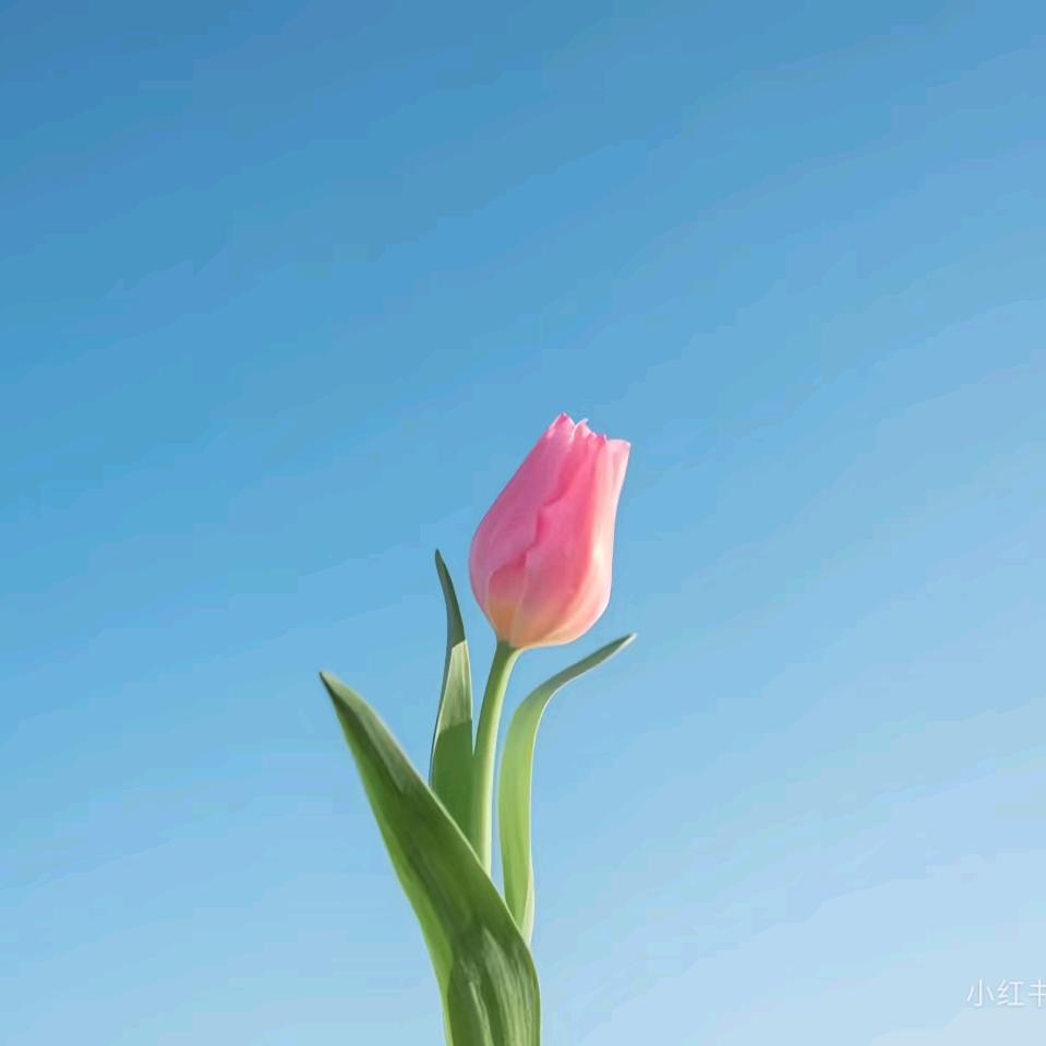 第七缕光🌞（康复中）