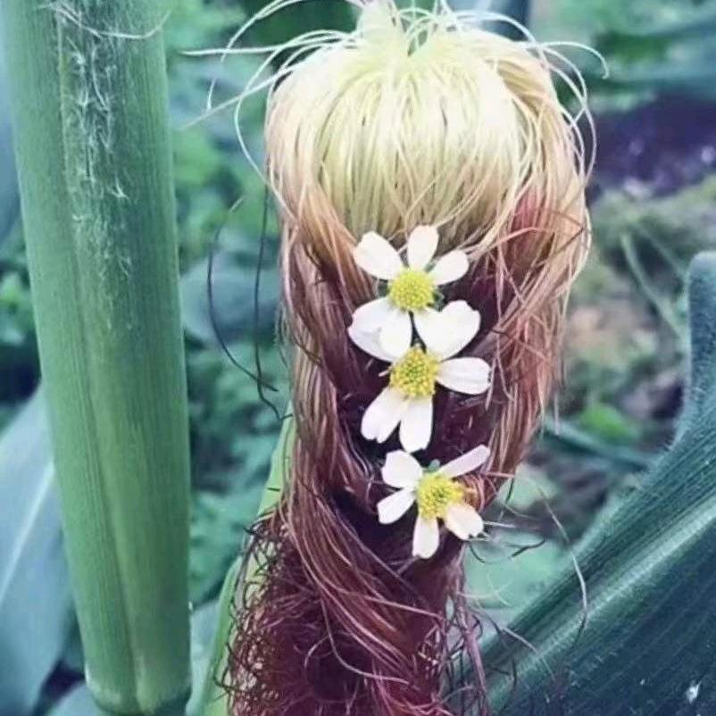 冰封绝恋