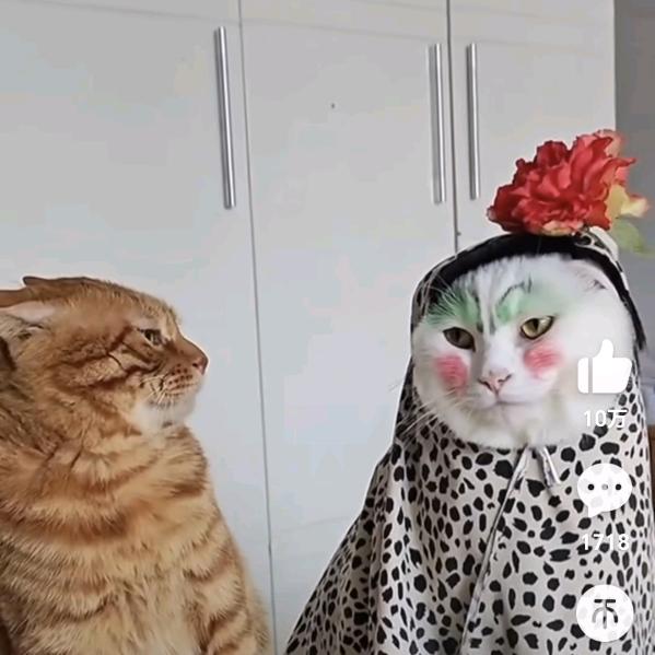 小鱼呀（首播筹备中）