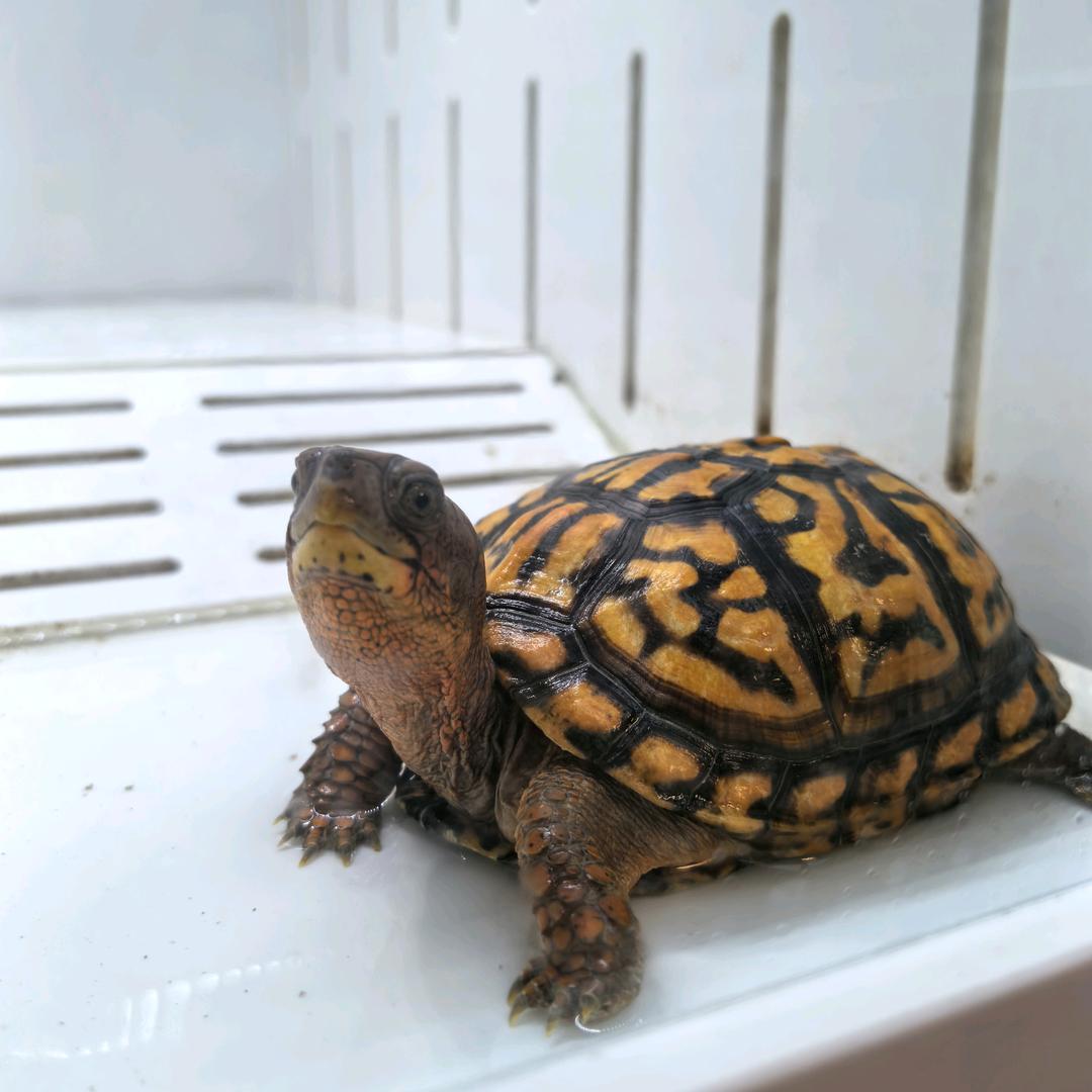 东部玄武🐢