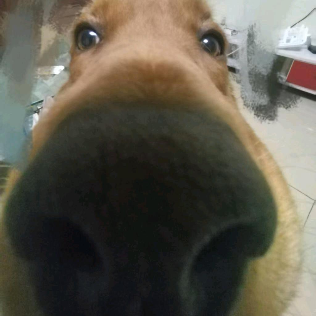 盖亚