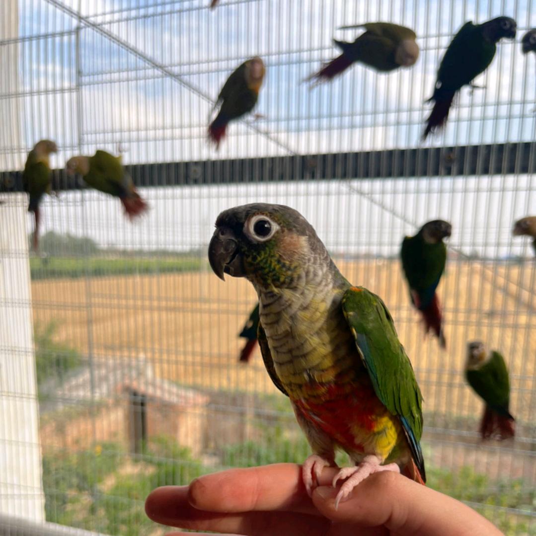 大博手养鹦鹉🦜