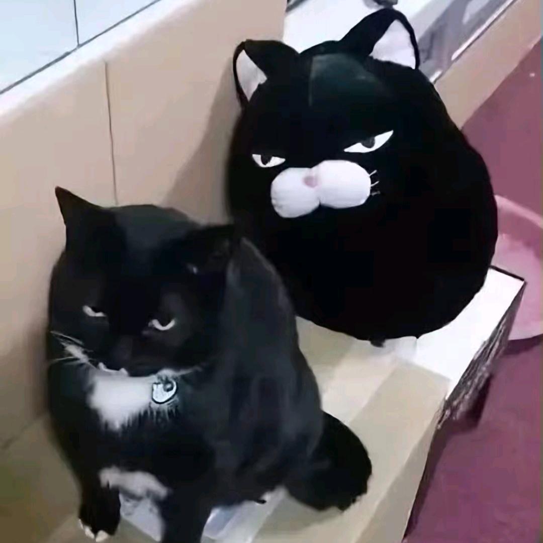 猫猫尾草