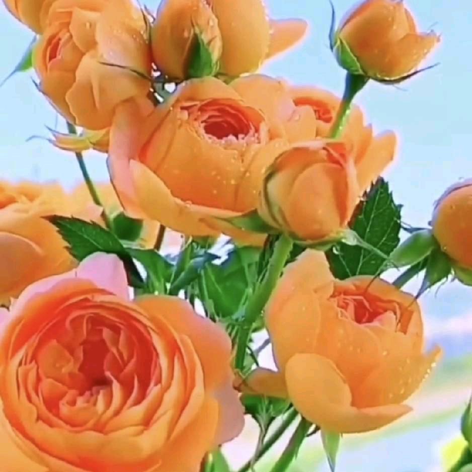 ღ᭄💞彩꧔ꦿ᭄ 虹ღ᭄ 💕