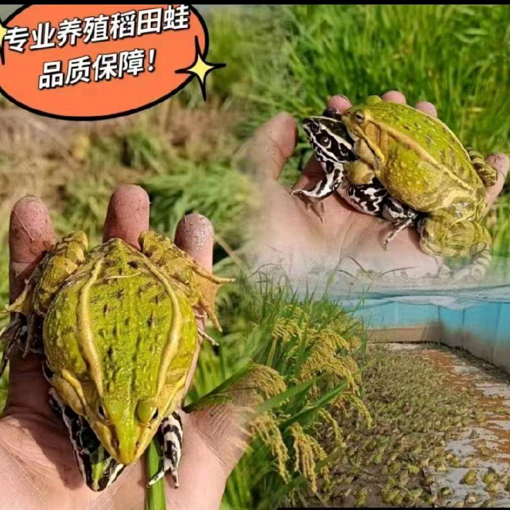 灌云县同兴镇黑斑蛙水产养殖