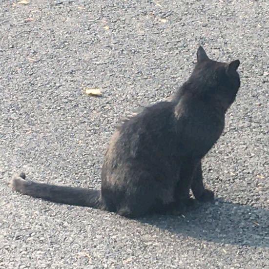 布偶奶咖（群猫猫）