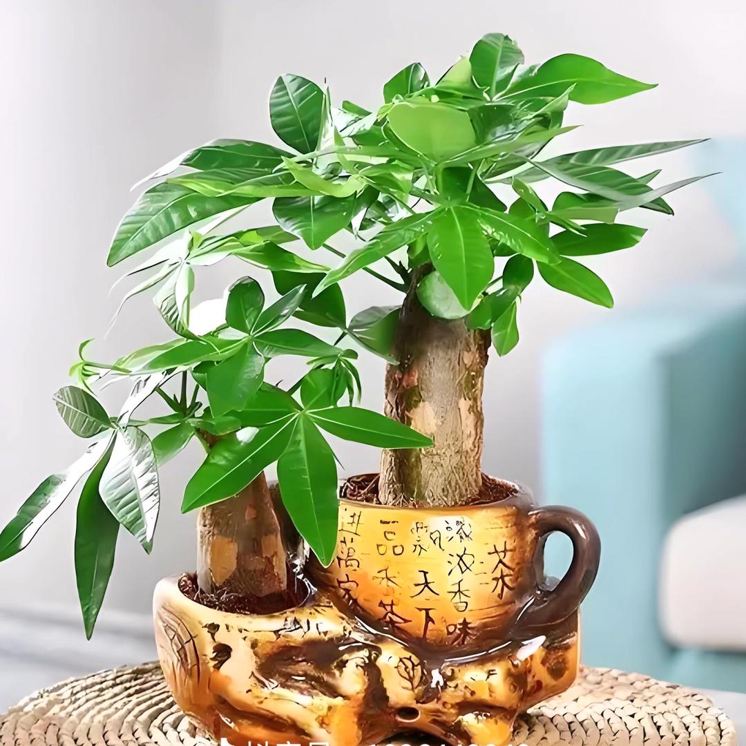 木木🌈