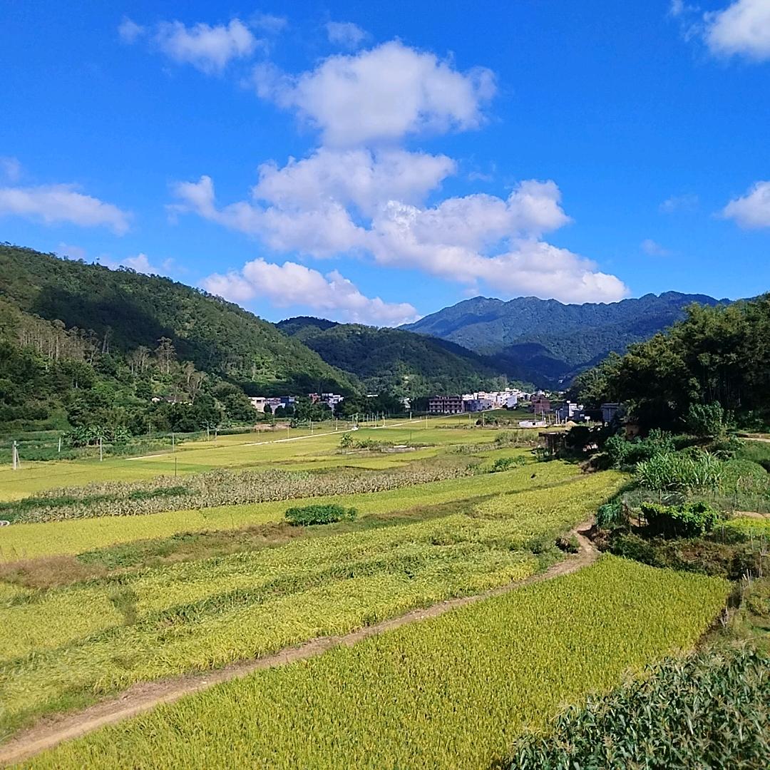 邱芬伟