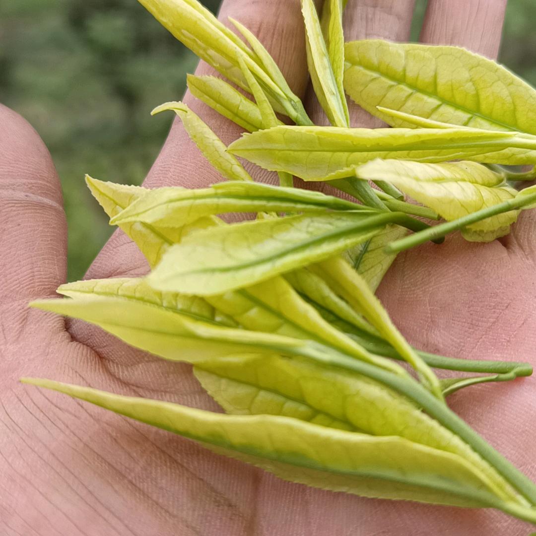 正安白茶
