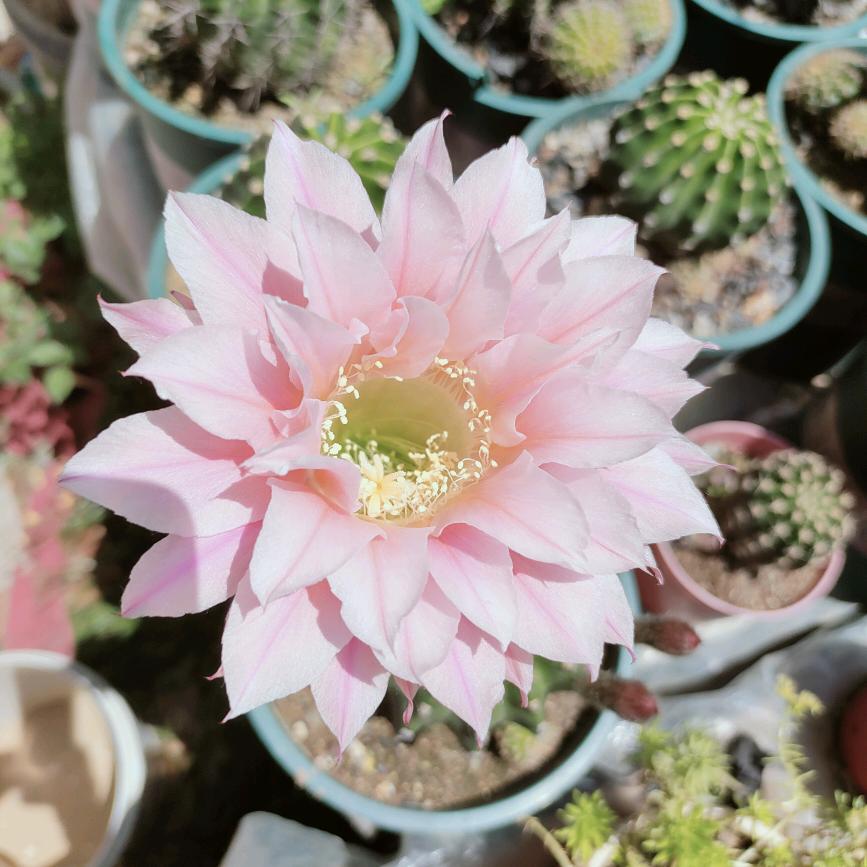 依然 .