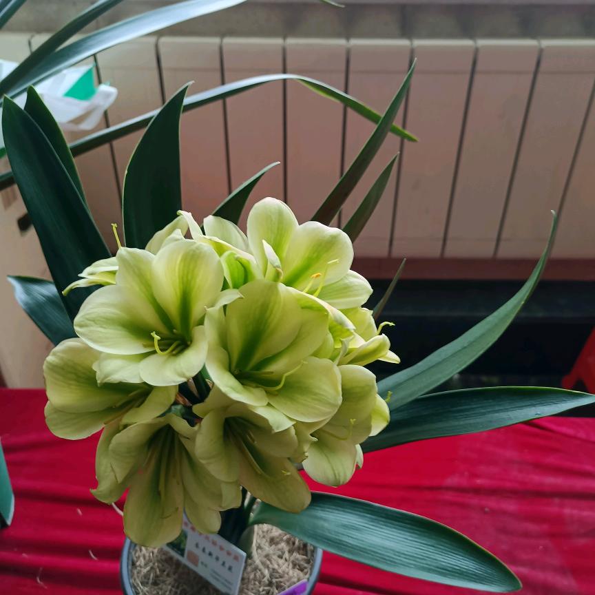 张凤波君子兰苑