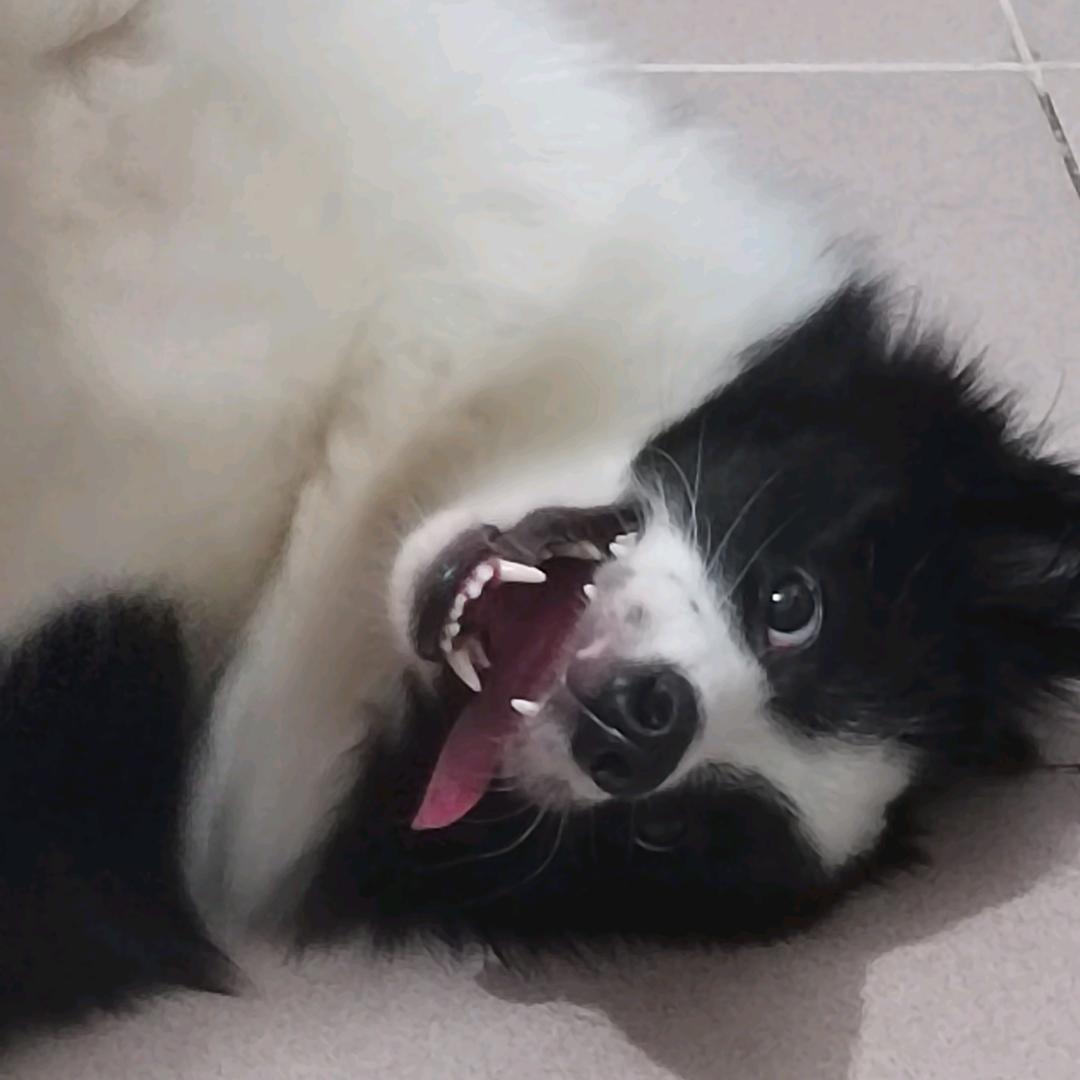 是cookie不是coike