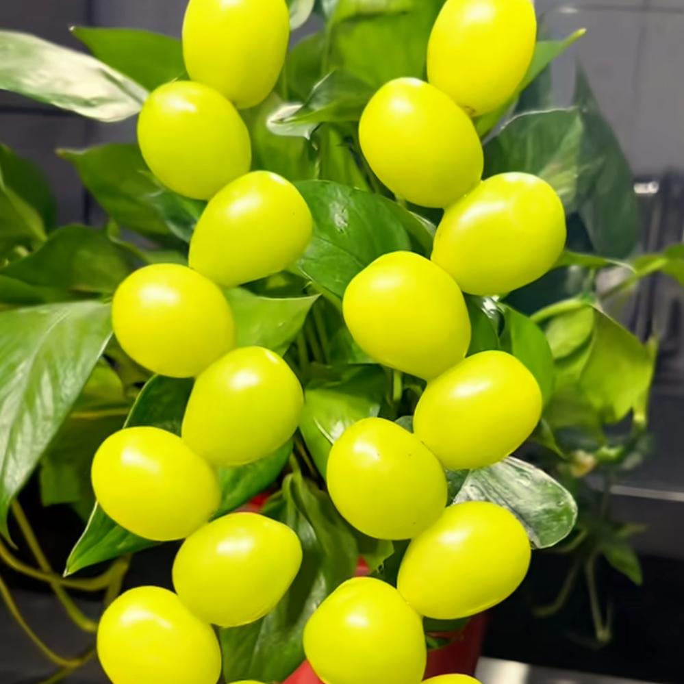 ღ᭄°ꦿ.ε葫芦姐зº᭄ོ