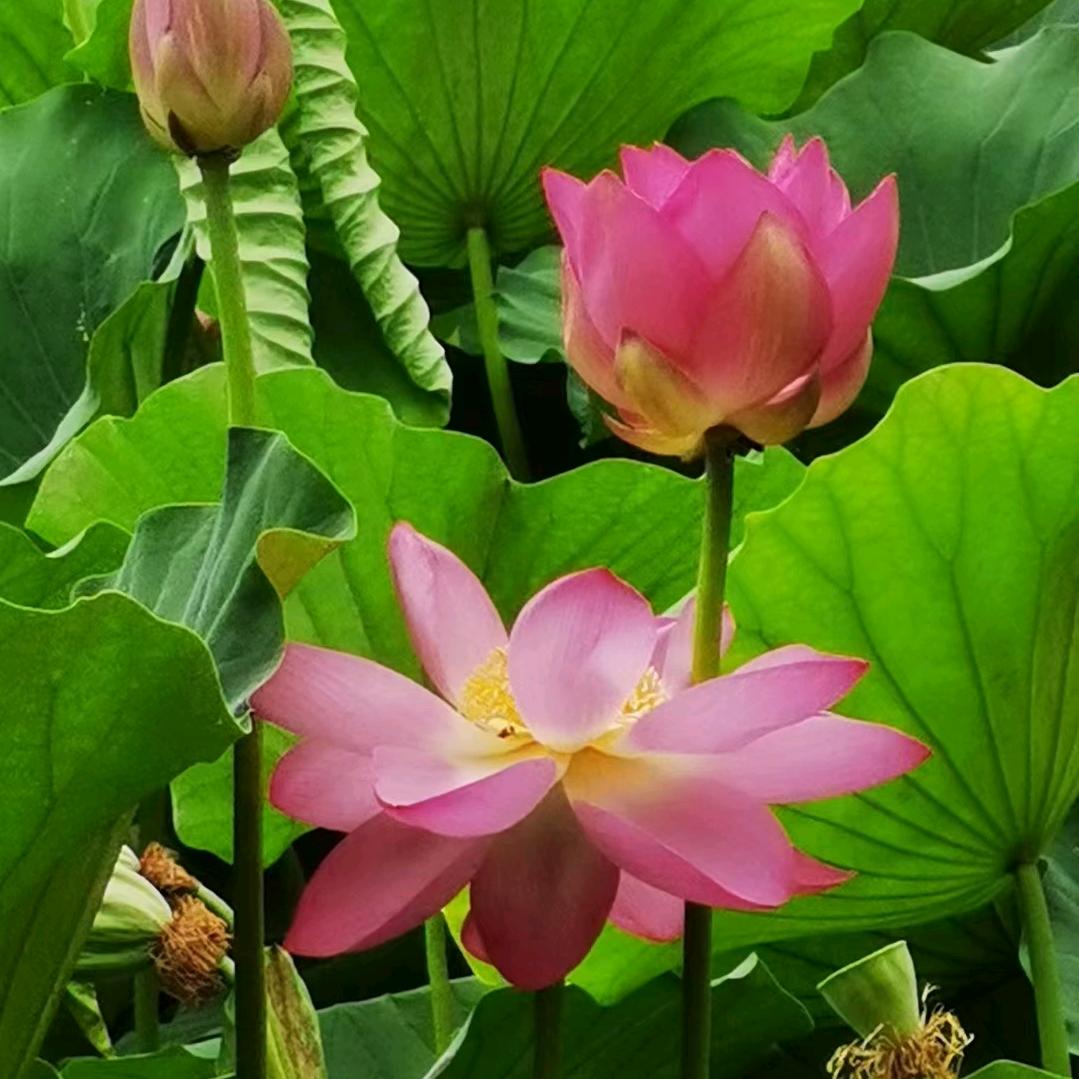 顿顿