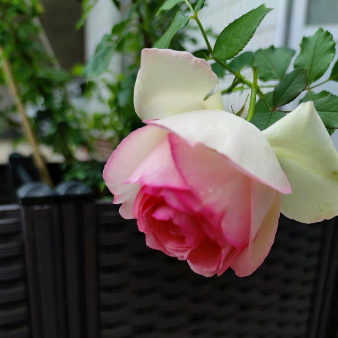 听雪落下的声音