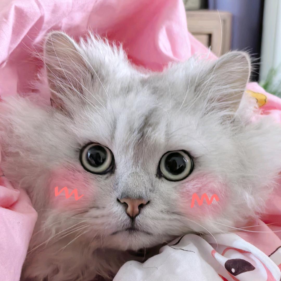 🌈狒狒不废