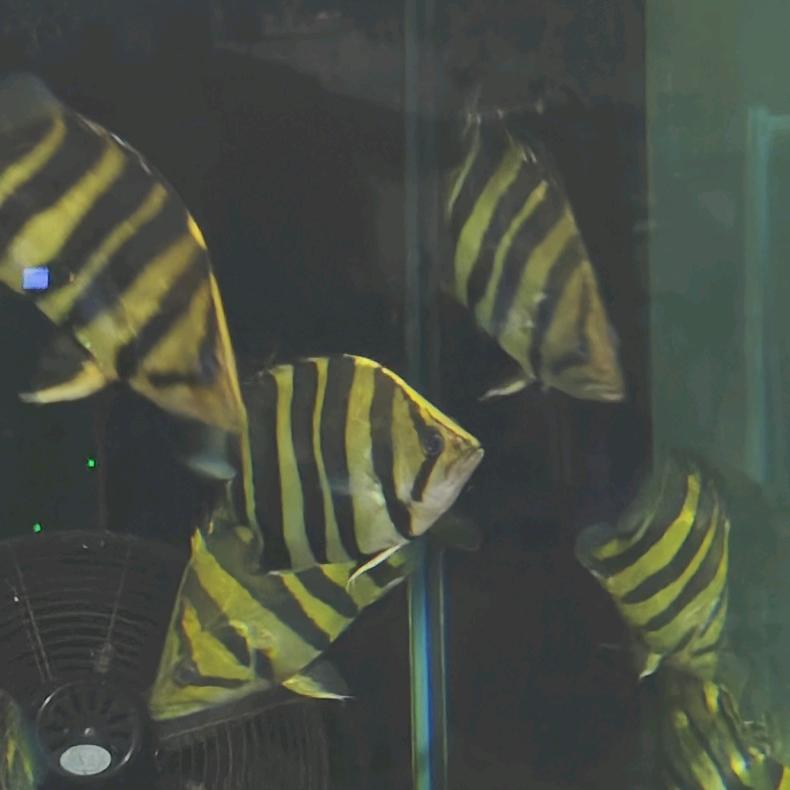 广东虎鱼 (批发零售各尺寸)