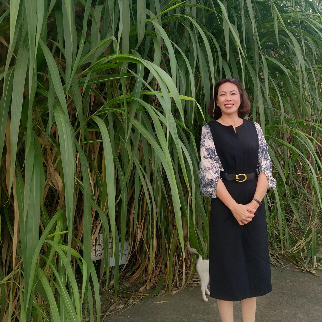 中国热带农业科学院-热研四号王草