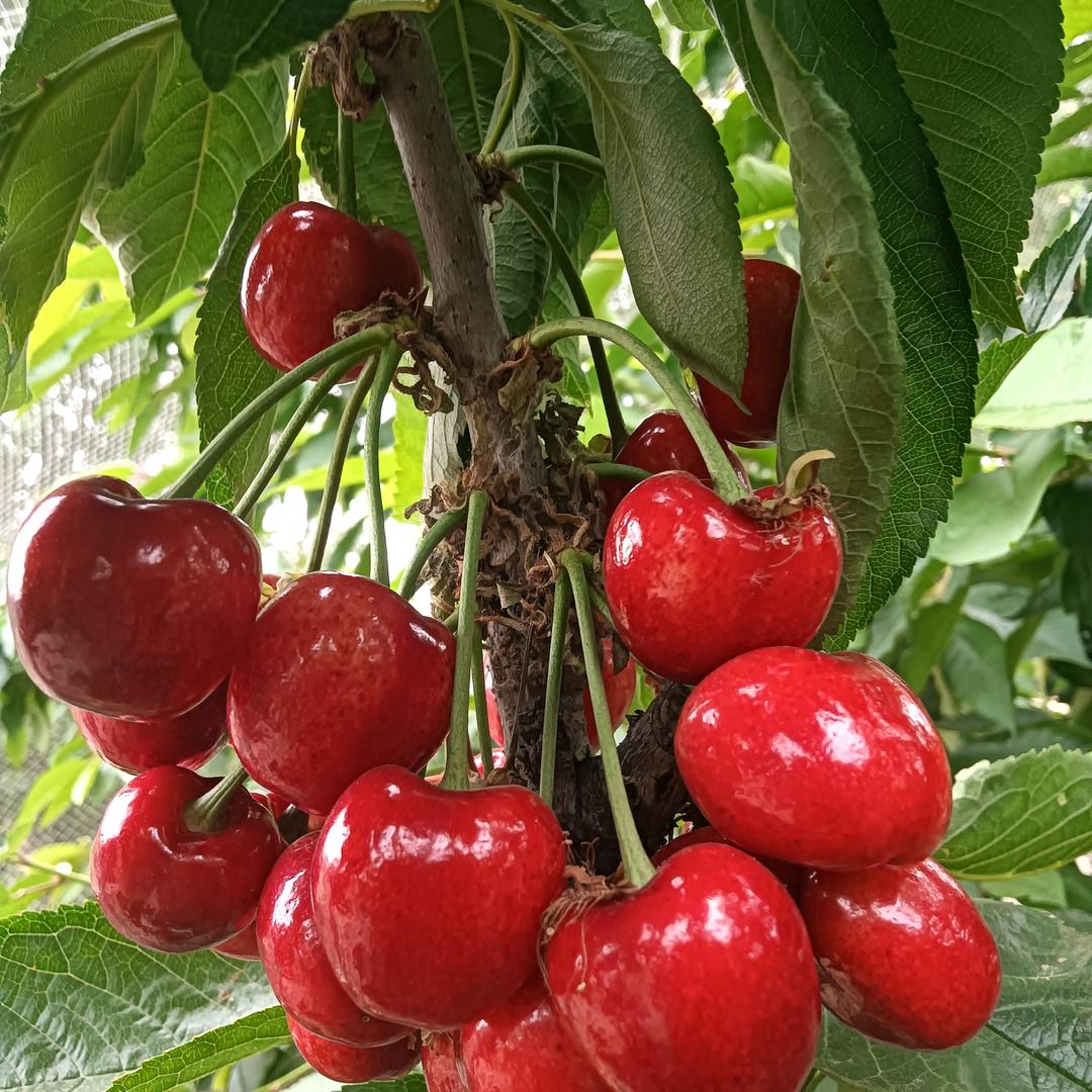 一帆风顺，惜缘！