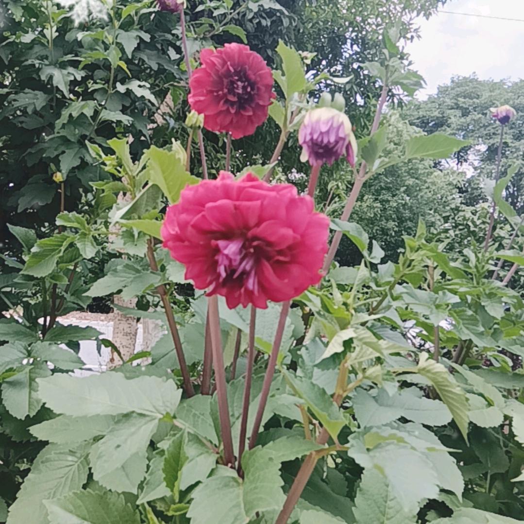 鉴军影视剪辑解说