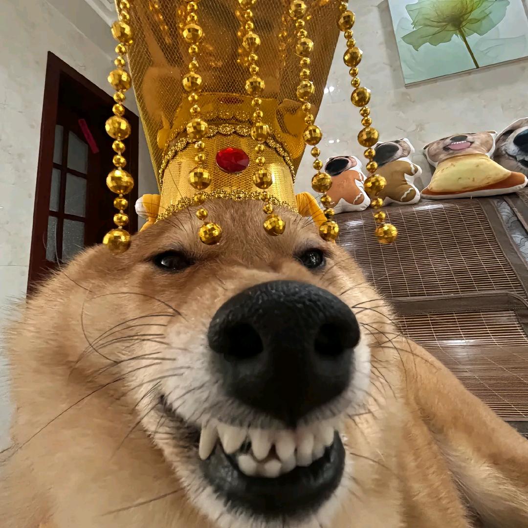 一只大猪跑过
