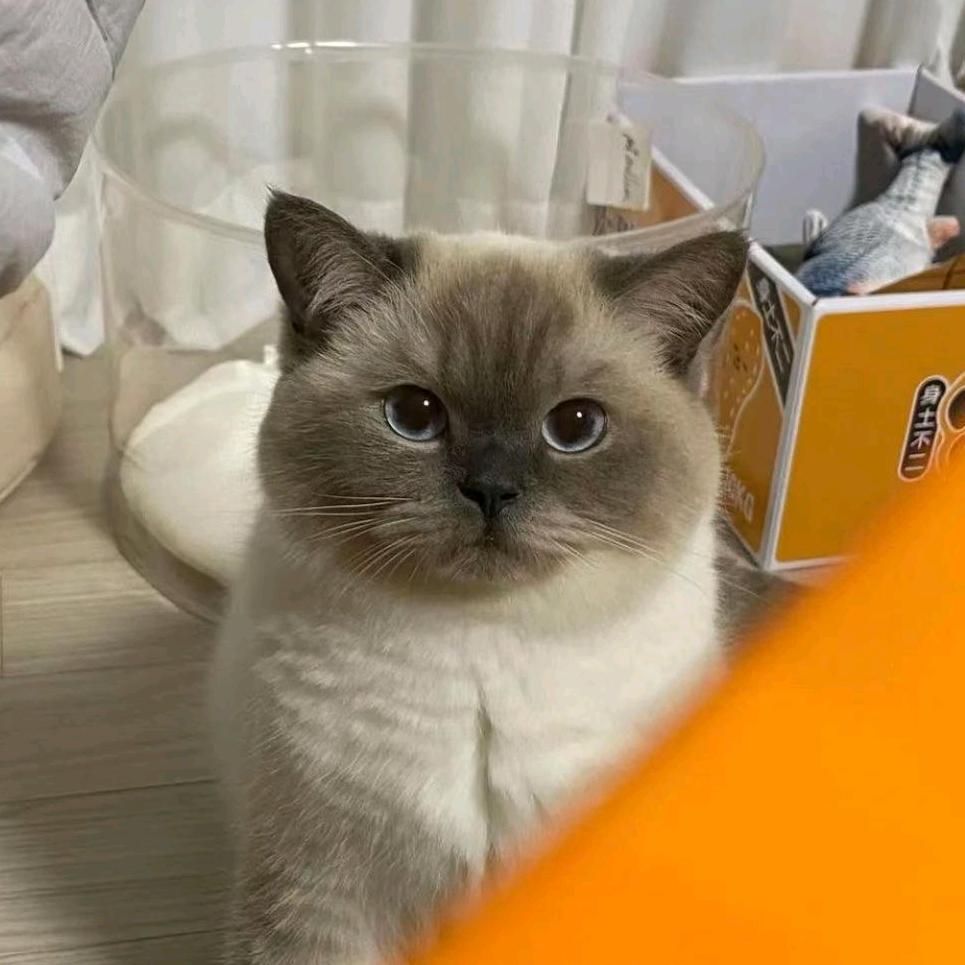 老实人