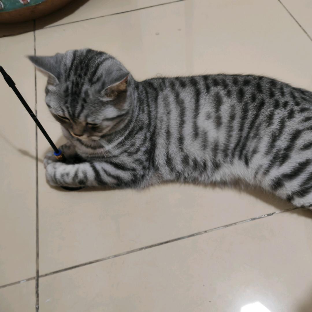 社恐踩奶猫