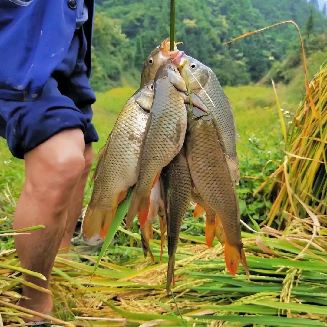 乡村情怀