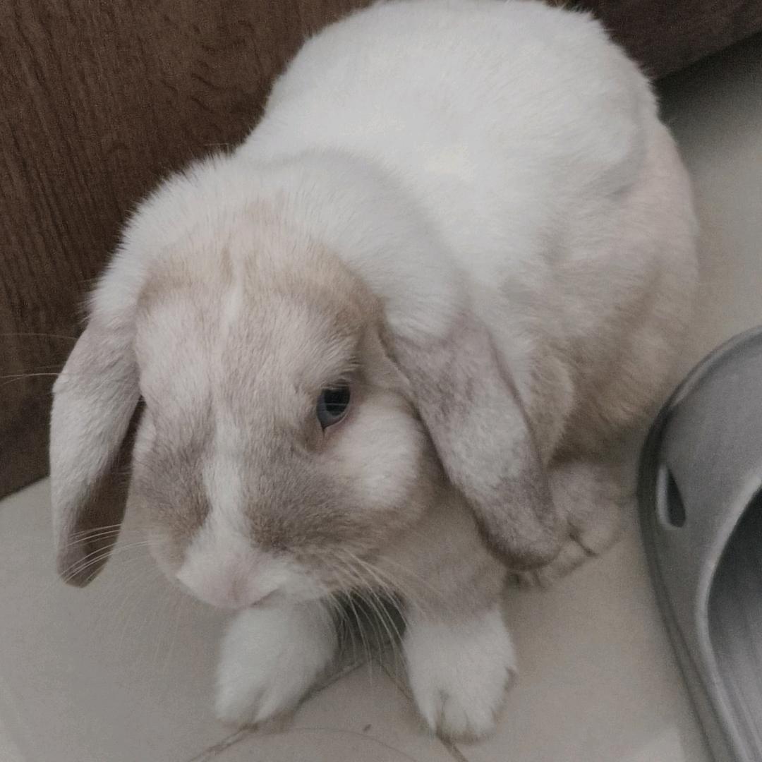 棉花糖的良心老板钟小香
