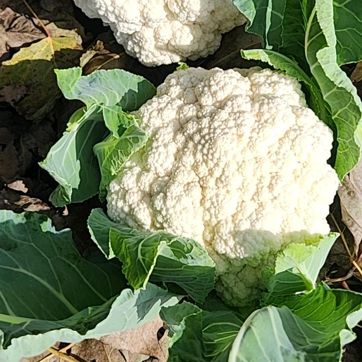 90后种地奥德彪