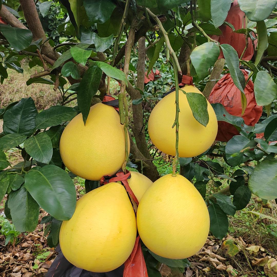 黔品思创贸易严选铺