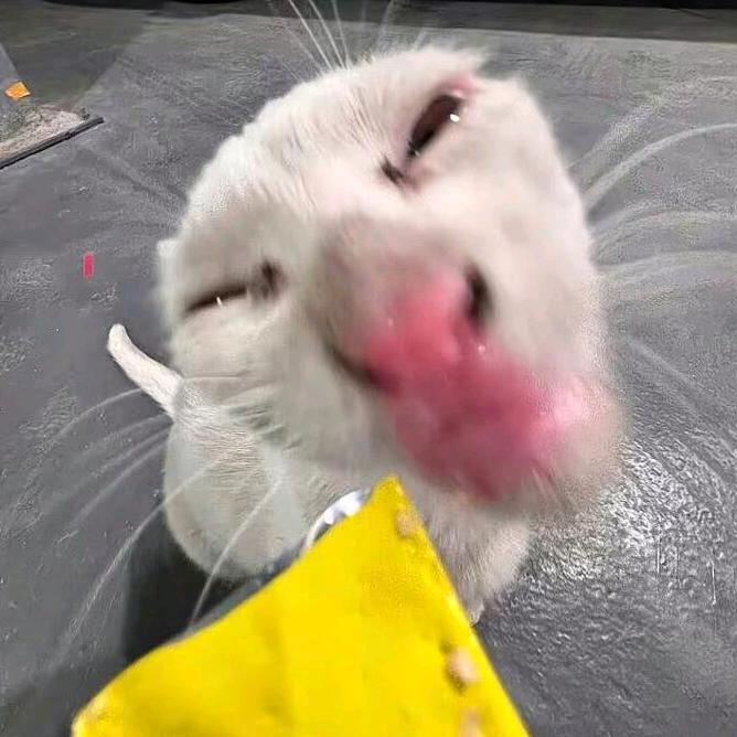 晴傩头像