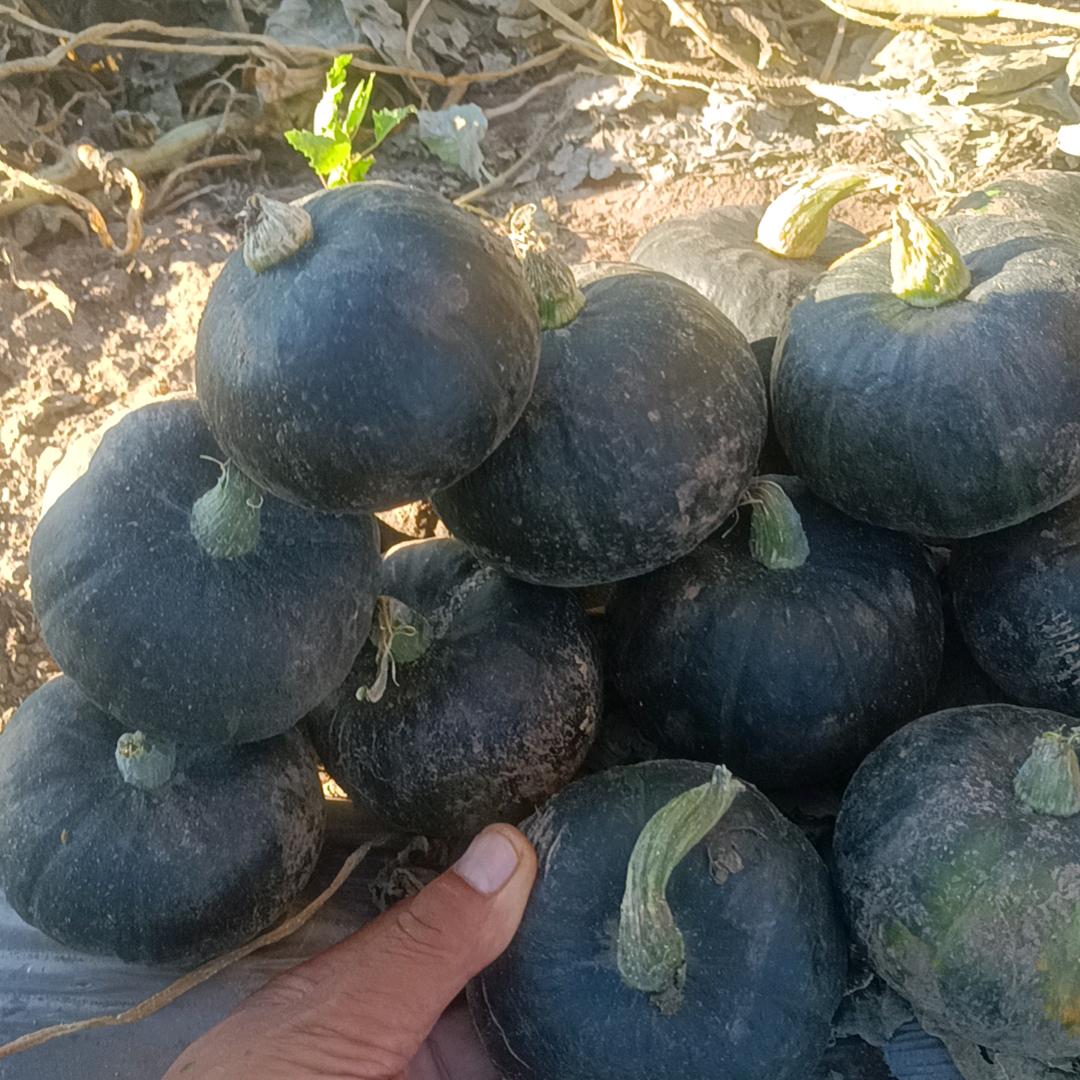 王志勇贝贝南瓜